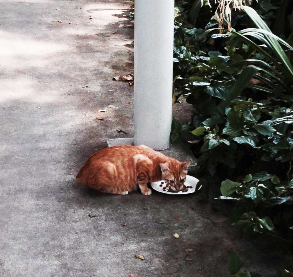Authentic Singaporean Cat 