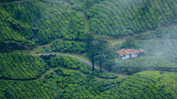 Photo credit: www.keralatourism.org Sadly, I don't have any photos from Munnar. I lost my Kodak KB10 in an aquarium incident. 